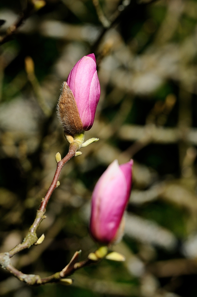 Schade, dass sie nur so kurz blüht. Die Magnolien (Magnolia) ...