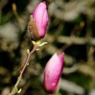 Schade, dass sie nur so kurz blüht. Die Magnolien (Magnolia) ...