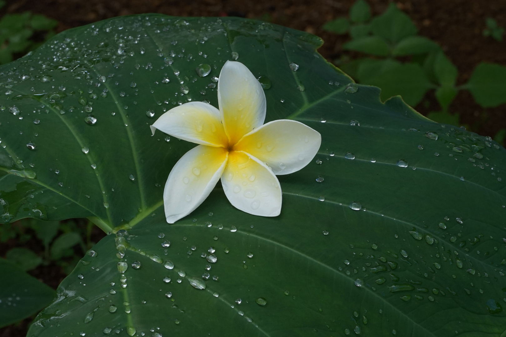 Schade, Plumeria auf Taro Blatt