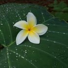 Schade, Plumeria auf Taro Blatt