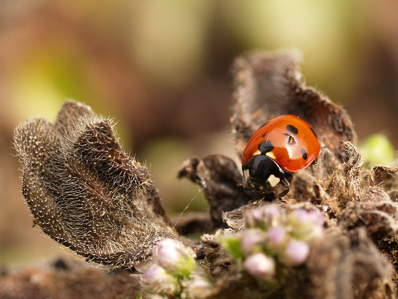 schaden der natur