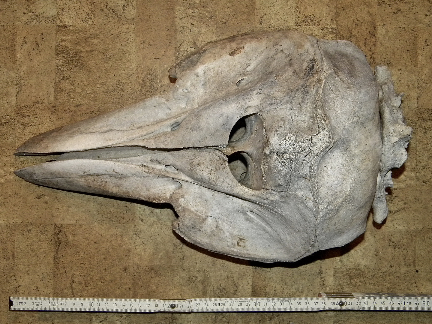 Schädel des Schweinswals (Phocoena phocoena phocoena) mit angewachsenem 1. und 2. Halswirbel
