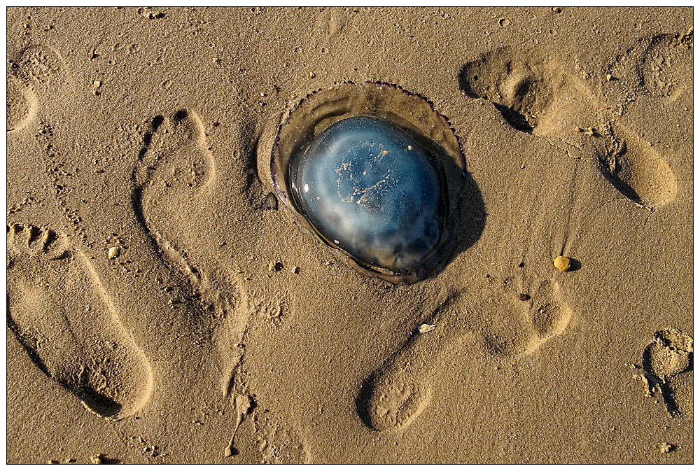 SCHÄDEL-Fund am Meer...