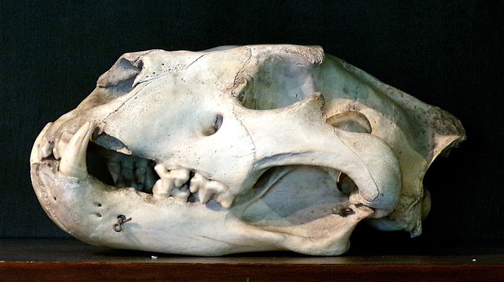Schädel vom Berberlöwe