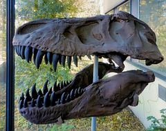 Schädel von Tyrannosaurus Rex