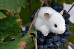 Schädlinge im Weinbau