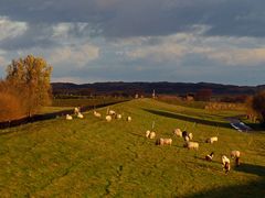 Schäfchen am Deich