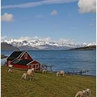 Schäfchen am Fjord