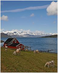 Schäfchen am Fjord