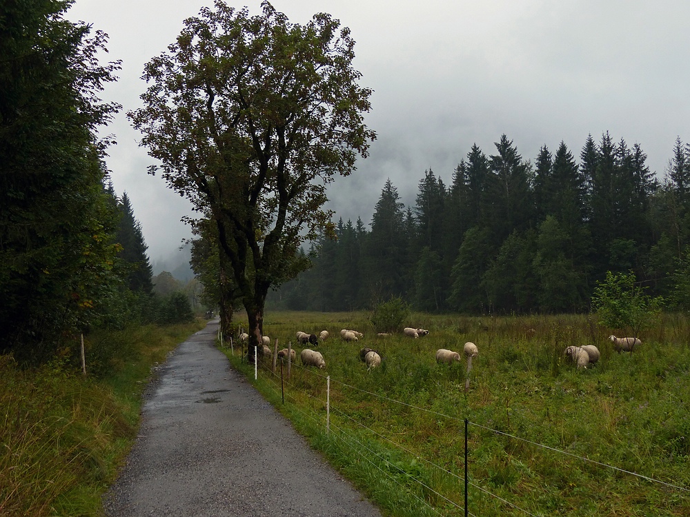 Schäfchen am Weg