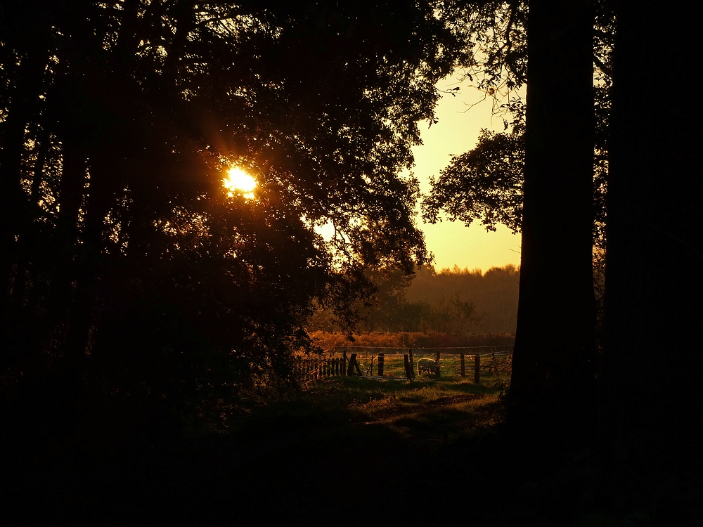 Schäfchen im goldenen Morgenlicht