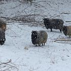 Schäfchen im Schnee