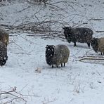 Schäfchen im Schnee