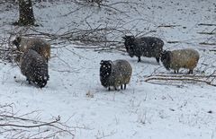 Schäfchen im Schnee