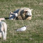 Schäfchen müssen keine Schäfchen zählen