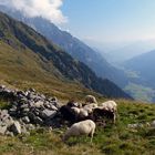 Schäfchen überm Gschnitztal