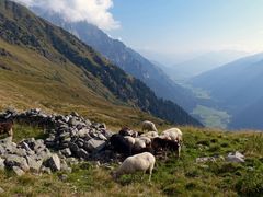 Schäfchen überm Gschnitztal