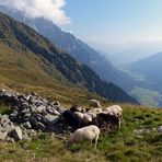 Schäfchen überm Gschnitztal (reload)