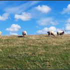 Schäfchen  und Schäfchenwolken