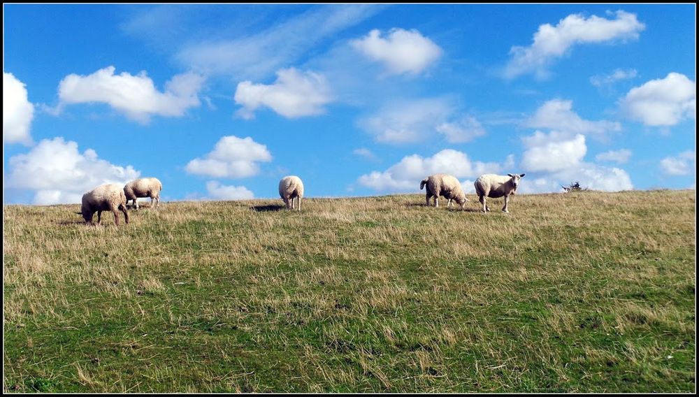 Schäfchen  und Schäfchenwolken