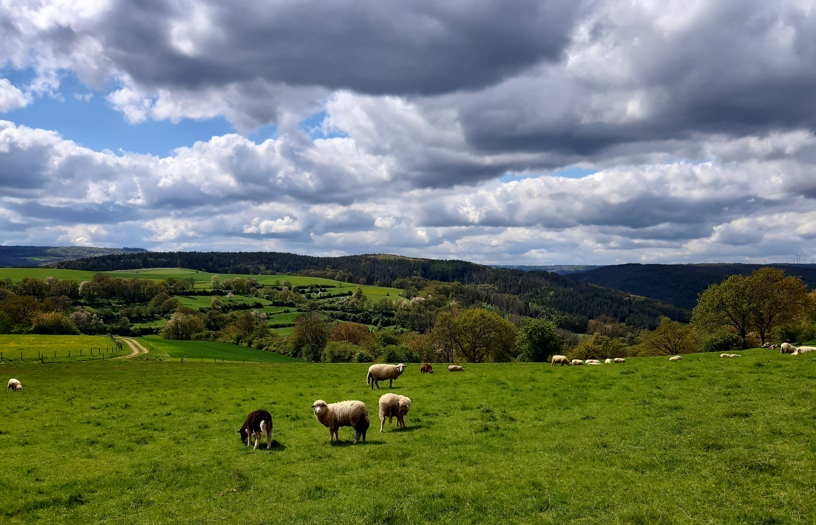 Schäfchen und Wolken