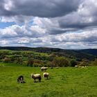 Schäfchen und Wolken