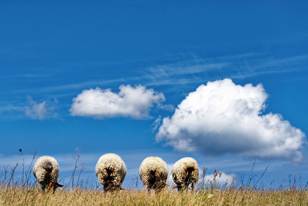 "Schäfchen-Wolken"