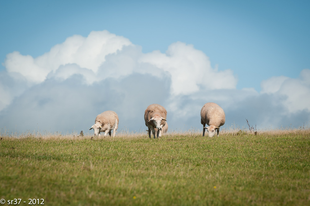 "Schäfchen-Wolken" nahe dem Bolt Tail bei Hope, Devon, UK