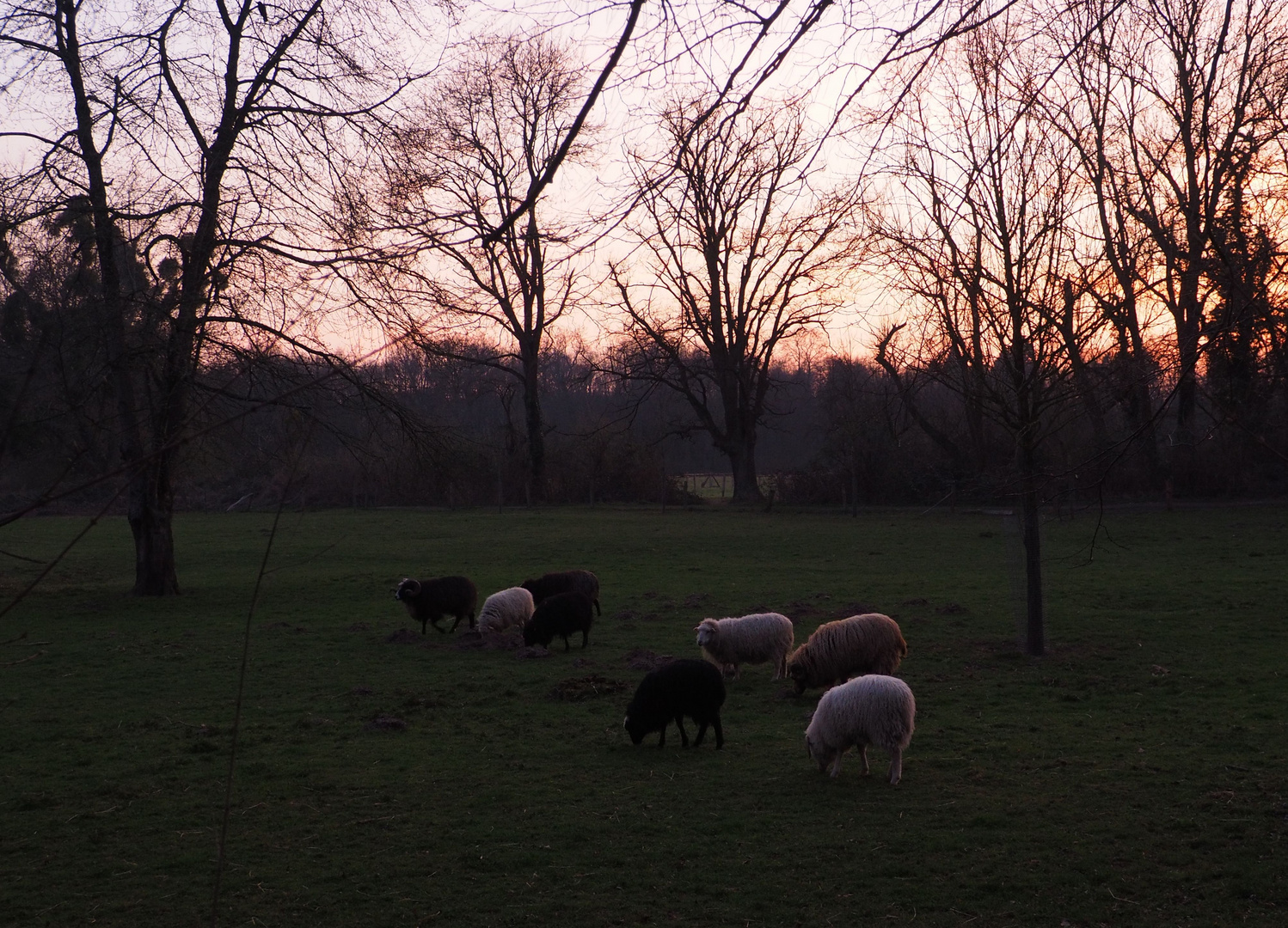 Schäfchen zählen am Abend ...