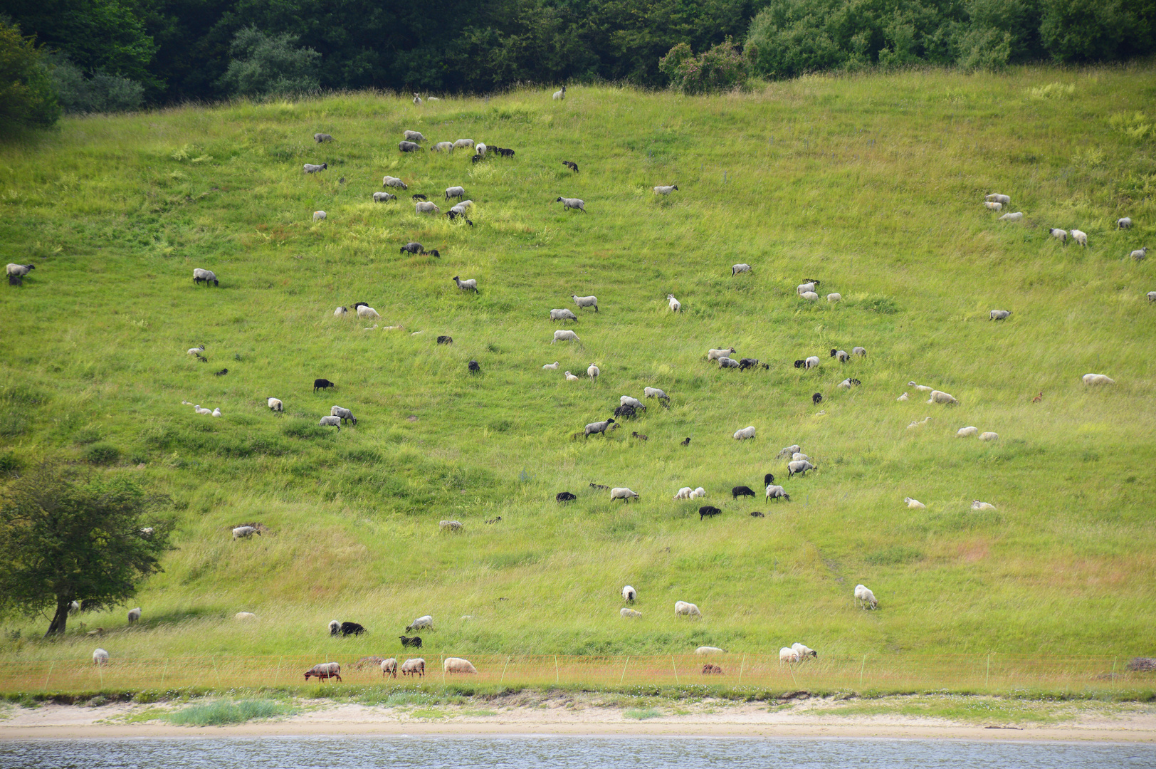 Schäfchen zählen am Uferhhang an der Trave