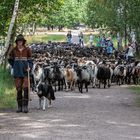 Schäfchen zählen angesagt.Wieviel sind`s