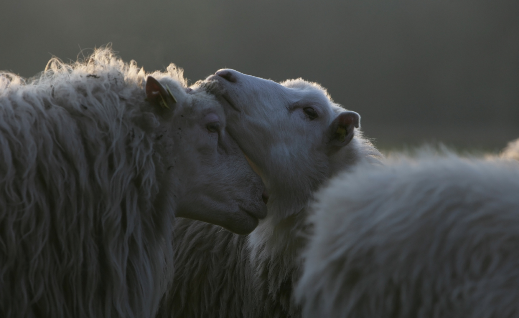 Schäfchenliebe