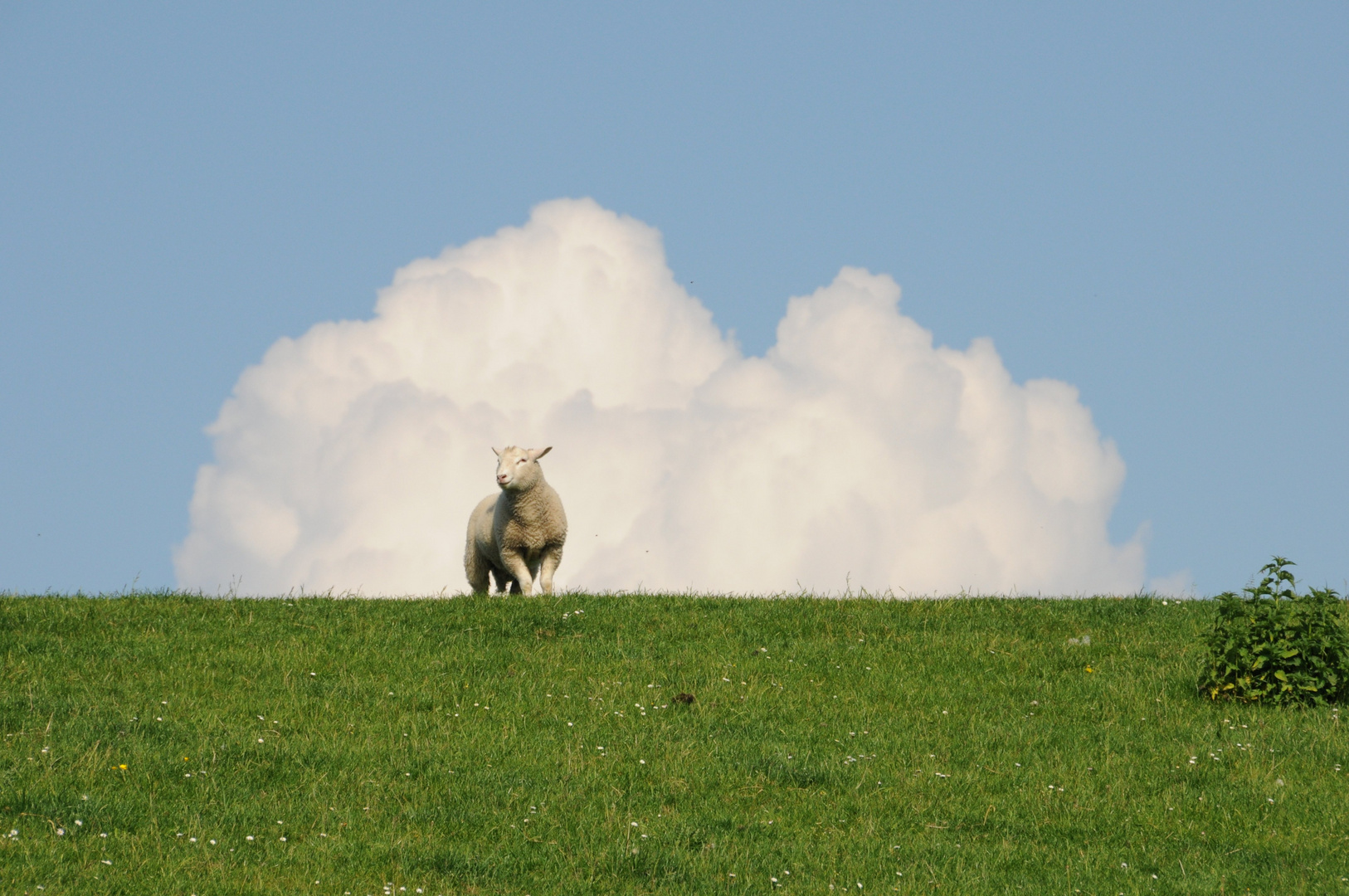 Schäfchenwolke