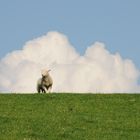 Schäfchenwolke