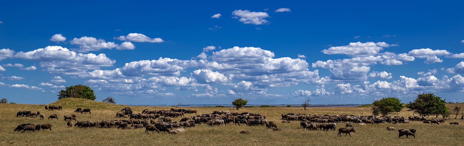 Schäfchenwolken