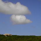 schäfchen(&)wolken