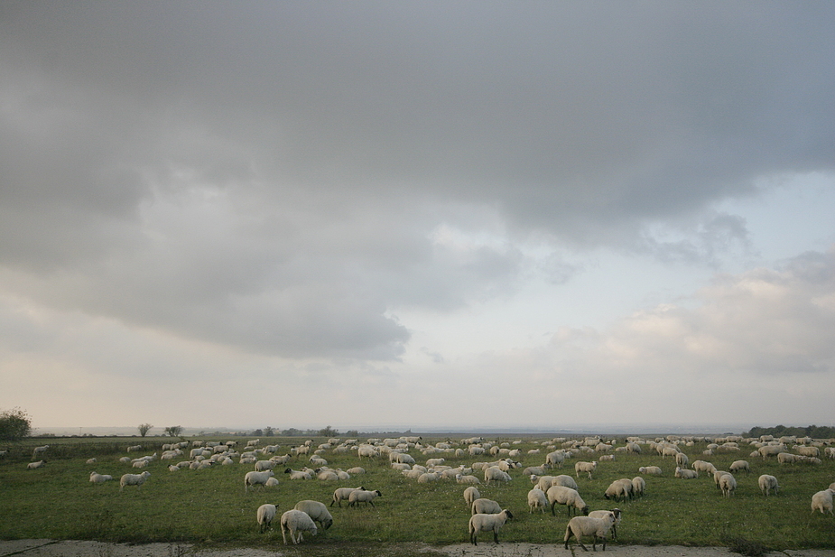 Schäfchenwolken