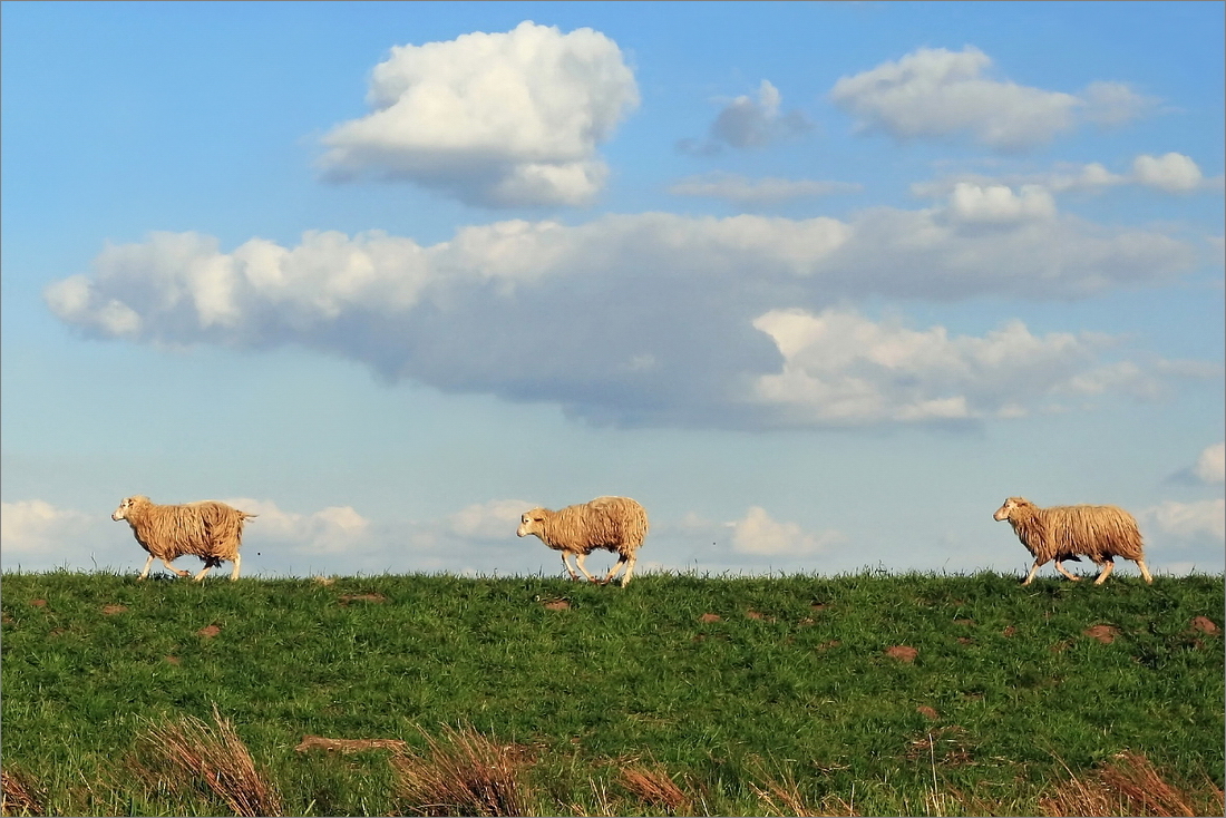 Schäfchenwolken