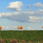 Schäfchenwolken