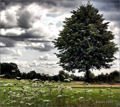 Schäfchenwolken