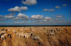 Schäfchenwolken