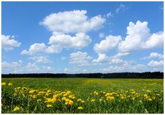 Schäfchenwolken