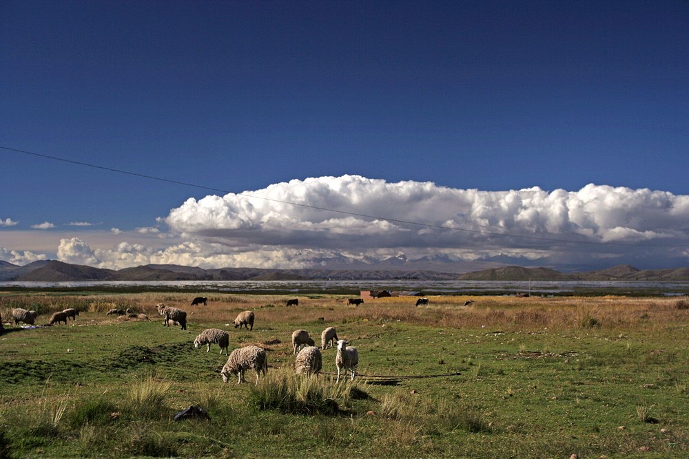 Schäfchen...Wolken - am Lago Titicaca