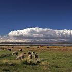 Schäfchen...Wolken - am Lago Titicaca