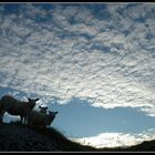 Schäfchenwolken