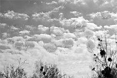 Schäfchenwolken -