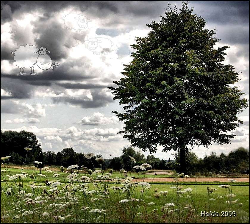 Schäfchenwolken