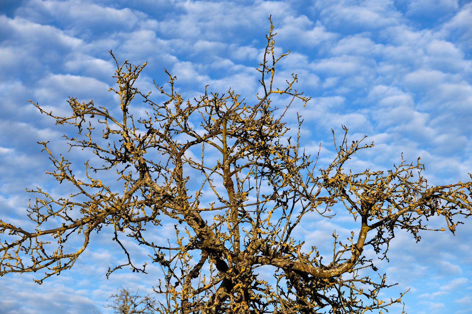 Schäfchenwolken