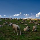 Schäfchenwolken