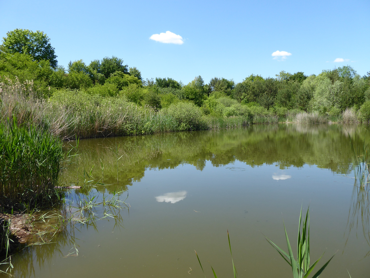 Schäfchenwolken im Teich